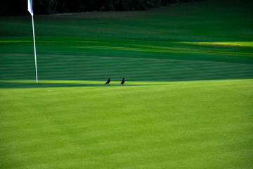 Tordos en campo de golf