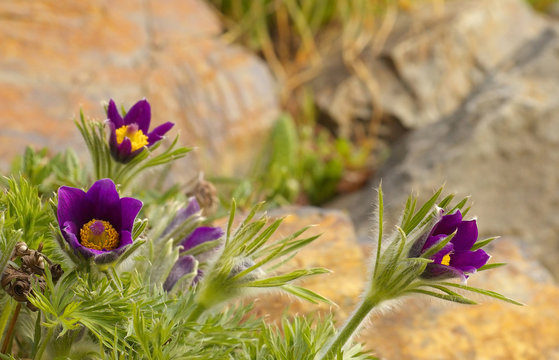 Detailed view of blossoms of a violin crocus
