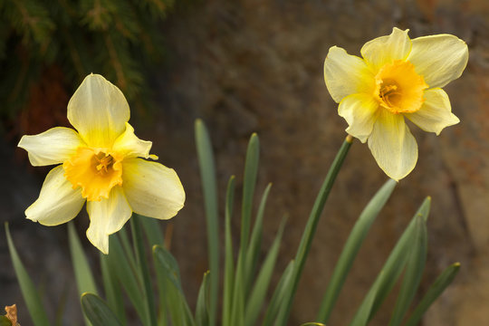 Detailed view of two blossoms of a yellow narcisus
