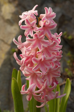 Detailed view of a common hyacinth - hyacinthus orientalis