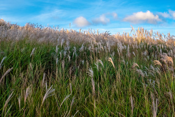 生石高原　ススキ