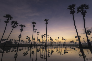 Silhouette palm tree with sunset backround