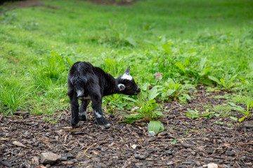Pygmy Goat Eating