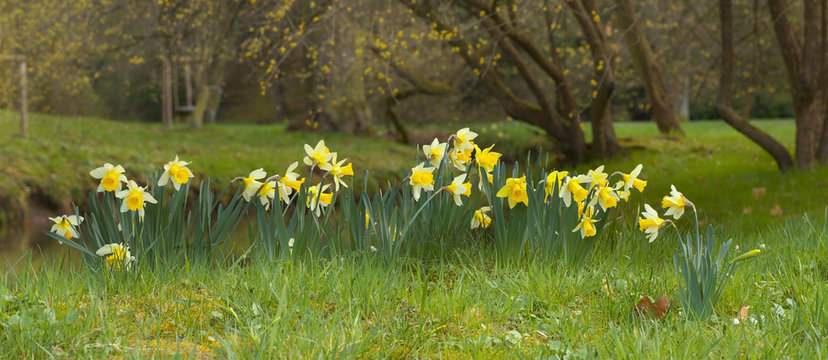 Yellow blossoms of a daffodil - narcissus in the park