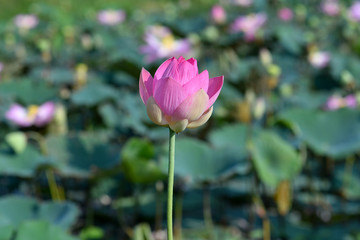 Pink lotus is in the lotus leaf.