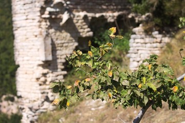 Green and Yellow leaves on the branch (Marche, Italy, Europe)