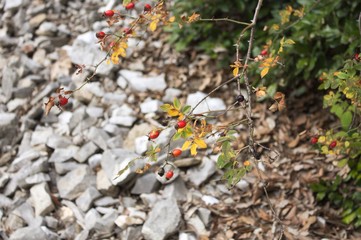 Red berries on the plant (Marche, Italy, Europe)