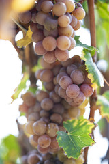 Grapes