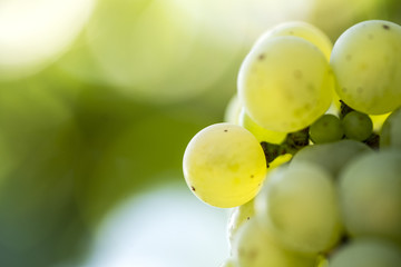 Close Up Green Grapes