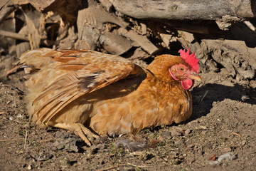 Full body of domestic golden hen on the farm