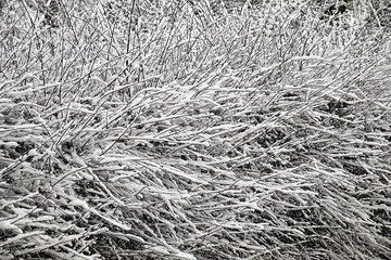 fresh snow on a hedge