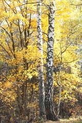 beautiful scene with birches in yellow autumn birch forest in october among other birches in birch grove