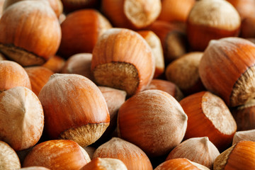 Dried unshelled hazelnuts seeds of Whole nuts as background