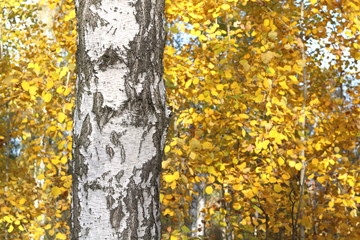 beautiful scene with birches in yellow autumn birch forest in october among other birches in birch grove