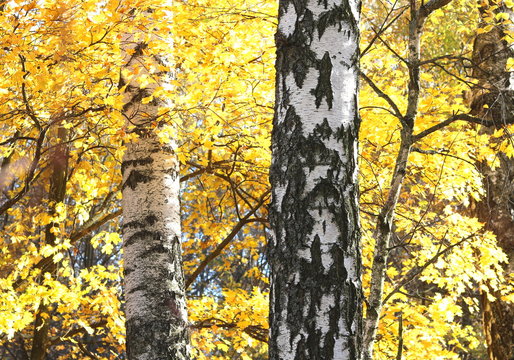 Fototapeta beautiful scene with birches in yellow autumn birch forest in october among other birches in birch grove
