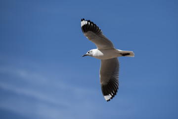 Andean gull