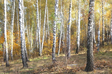 Obraz premium beautiful scene with birches in yellow autumn birch forest in october among other birches in birch grove
