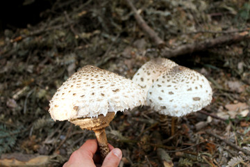 Pilze sammeln im Wald