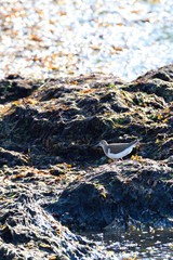 Flussuferläufer (Actitis hypoleucos) an der Ostsee
