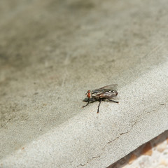Close-up view of a fly on the ground