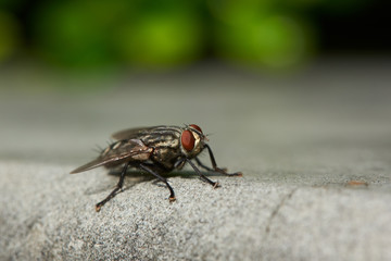 Macrophotography of a fly on the ground