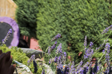 Obraz premium Bees on Lavender Flower in Summer 2