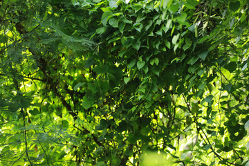 Fototapeta na wymiar Green ivy for natural background