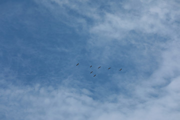 blue sky and cloud for natural background