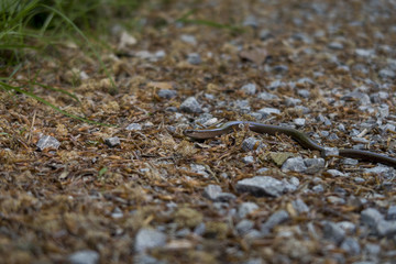 blindworm in German Forest