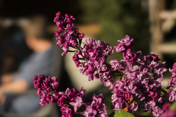 Blossoms on Tree in Garden