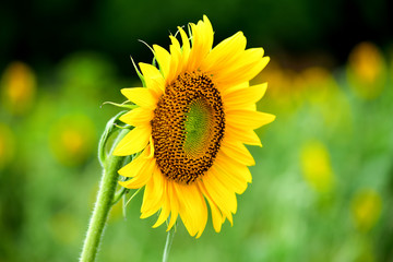 Sunflower sky backdrop