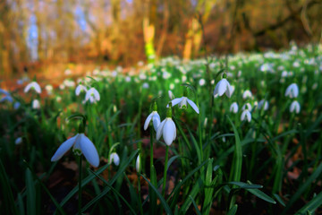 Obraz premium Snowdrop Flowers in Forest