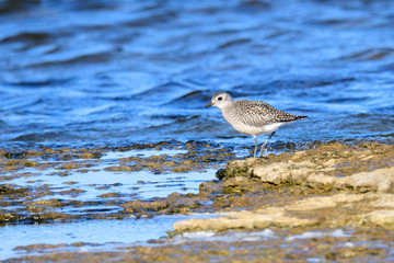  Kiebitzregenpfeifer (Pluvialis squatarola) in Schweden im Herbst