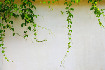 green ivy on concrete wall background