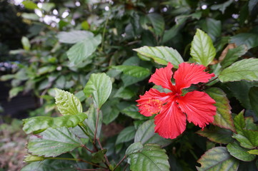 ハイビスカス