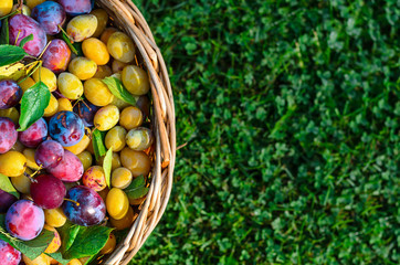 basket with fresh colorful berries plums located in the foreground on the background of green grass