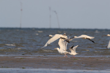 Eurasian or common spoonbill in nature Island Texel,Holland