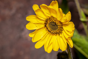 Yellow flower (Helianthus tuberosus) of topinambur