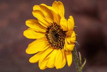 Yellow flower (Helianthus tuberosus) of topinambur