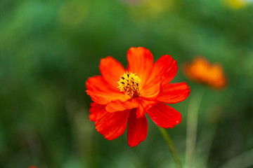 オレンジのコスモス