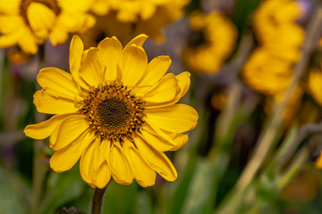 Fototapeta premium Yellow flowers (Helianthus tuberosus) of topinambur in the garden