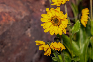Yellow flowers (Helianthus tuberosus) of topinambur in the garden