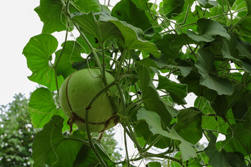 Fresh Bottle gourd, Calabash gourd hanging tree