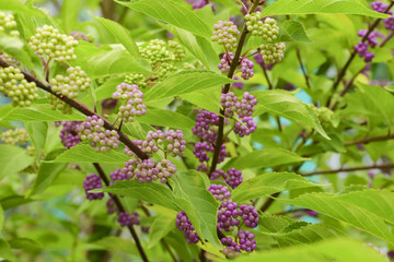 Beautyberry tree or American beautyberry (Callicarpa americana) transition of unripe green to ripe purple or Beautyberry Shrub with Purple berries