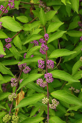 Beautyberry tree or American beautyberry (Callicarpa americana) transition of unripe green to ripe purple or Beautyberry Shrub with Purple berries