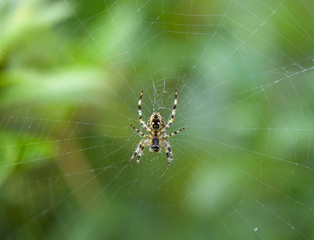 SPIDER AT CENTRE OF WEB IN CLOSE UP