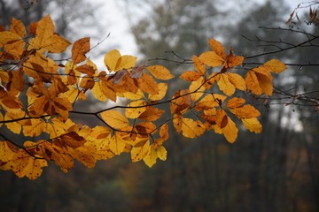 Buchenzweige im Herbst