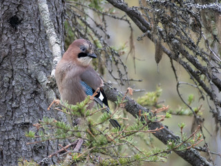 Eurasian jay