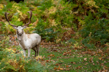 Deer in the Forest