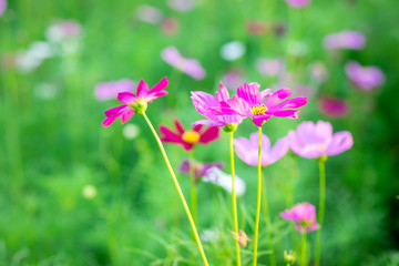 Obraz na płótnie Canvas Blur and soft beautiful pink cosmos flowers
